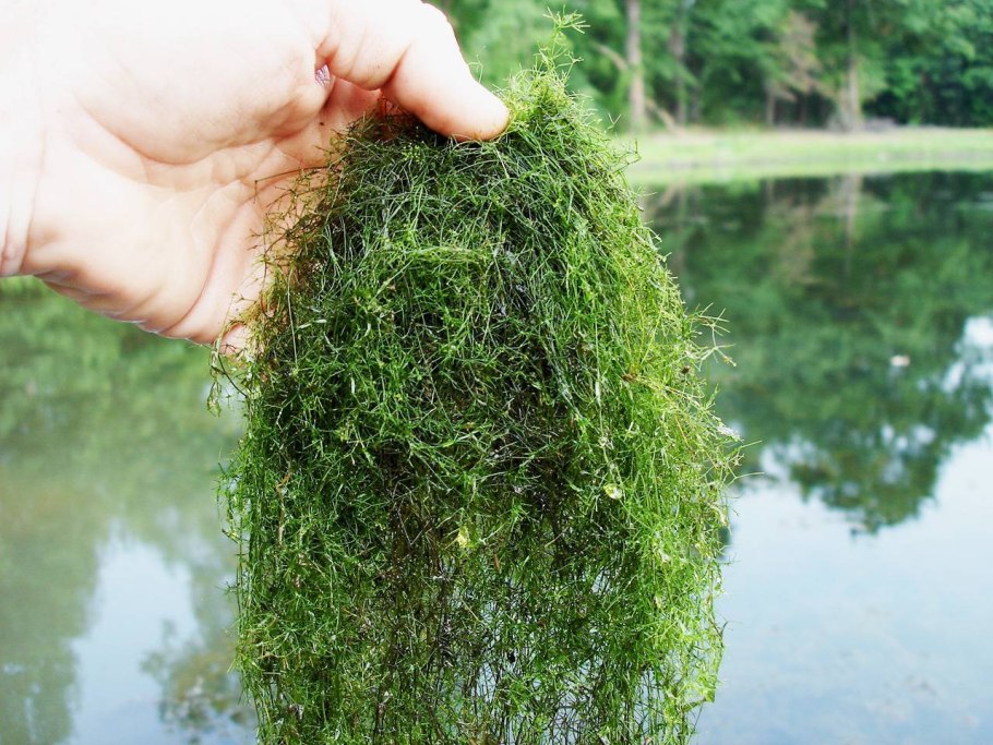 Tolypella canadensis