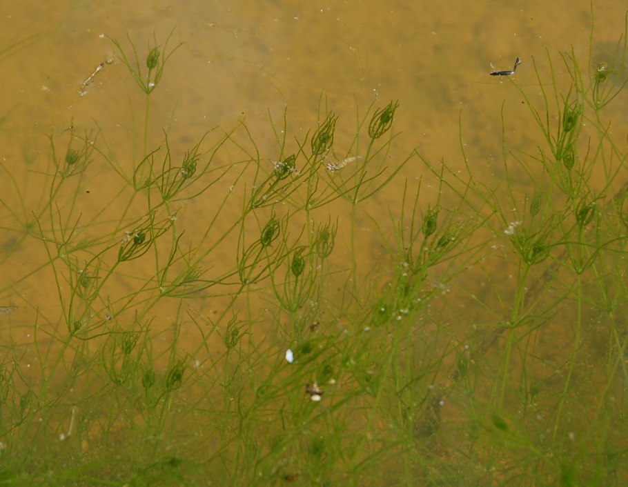 Анцли растение грузинское