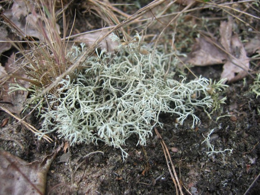 Уруть колосистая (Myriophyllum spicatum),