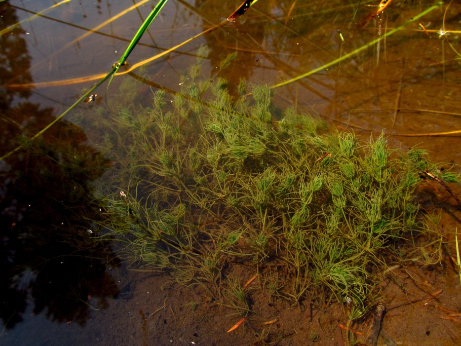 Хара многоколючковая