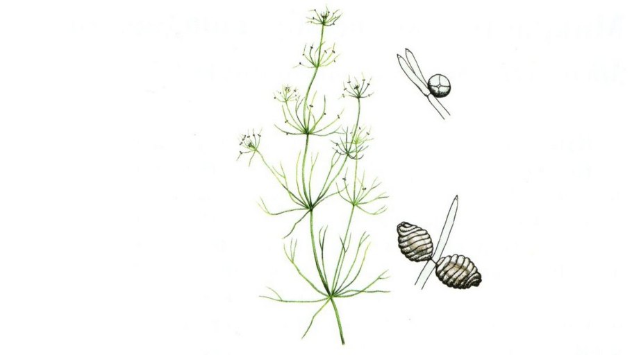 Харовые водоросли (Charophyta)