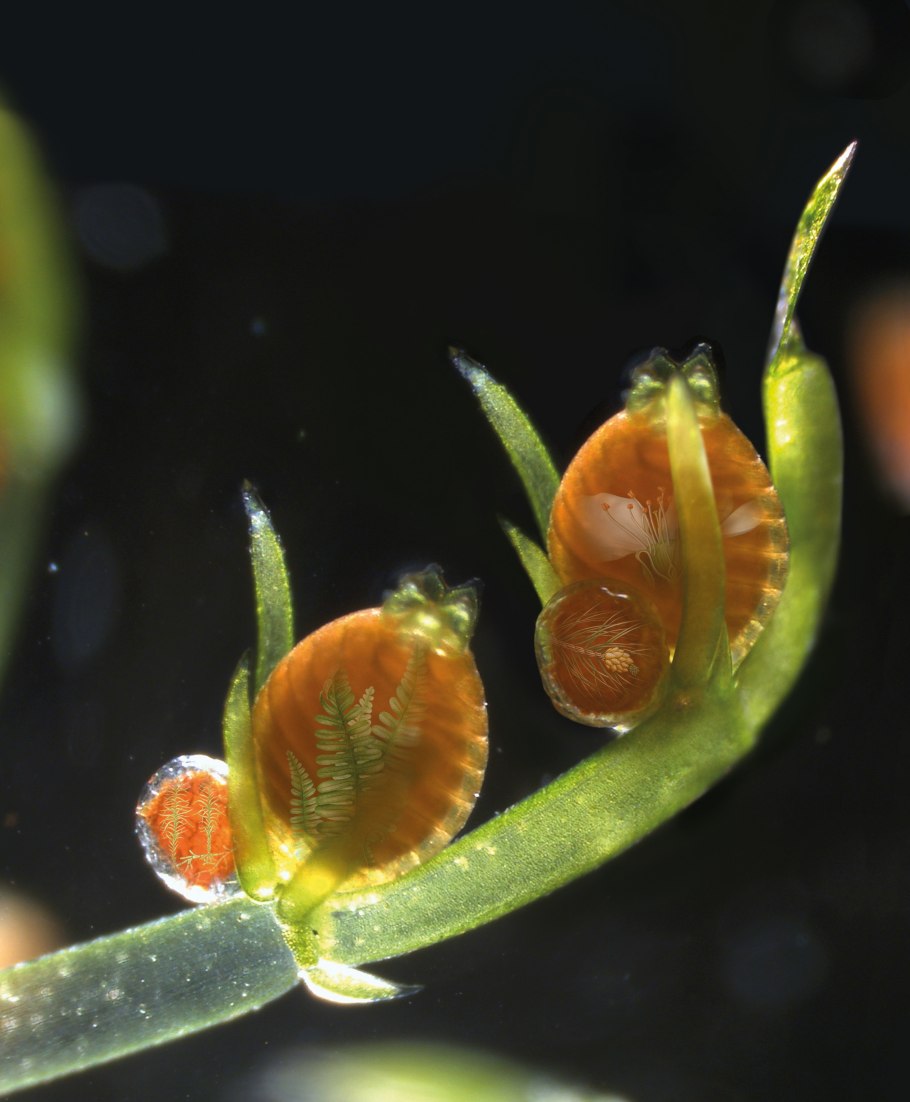 Хара аквариумное растение