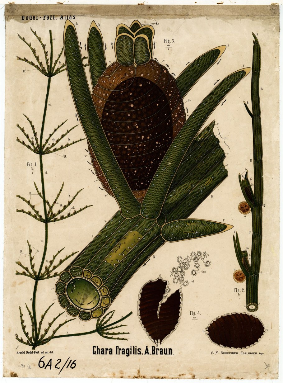 Олений мох (Cladonia rangiferina