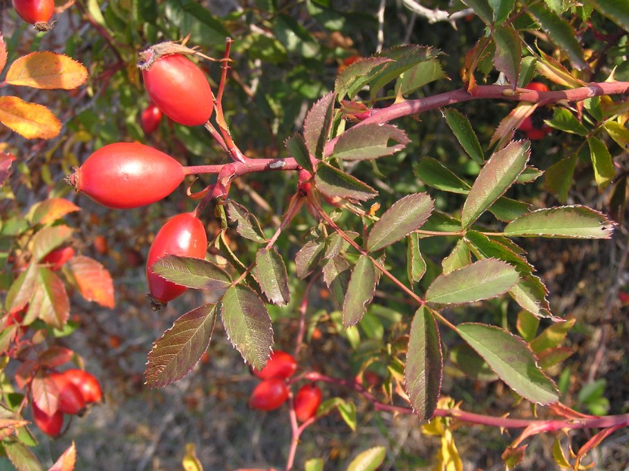 Rosa Canina проростки