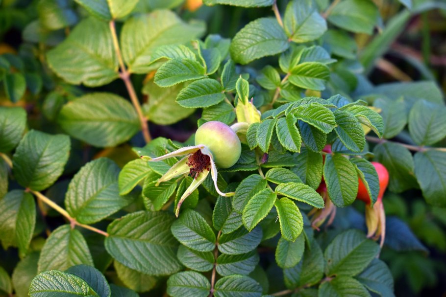 Шиповник иглистый (Rosa acicularis Lindl.)