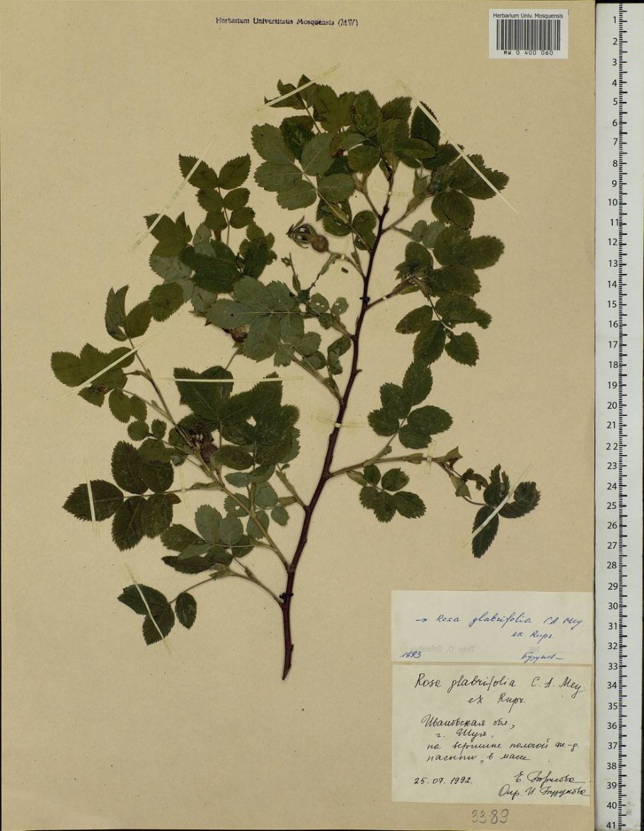 Роза гололистная