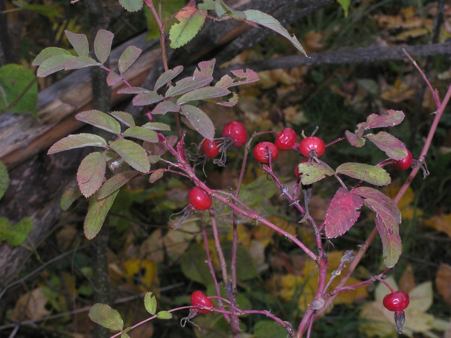 Rosa glabrifolia