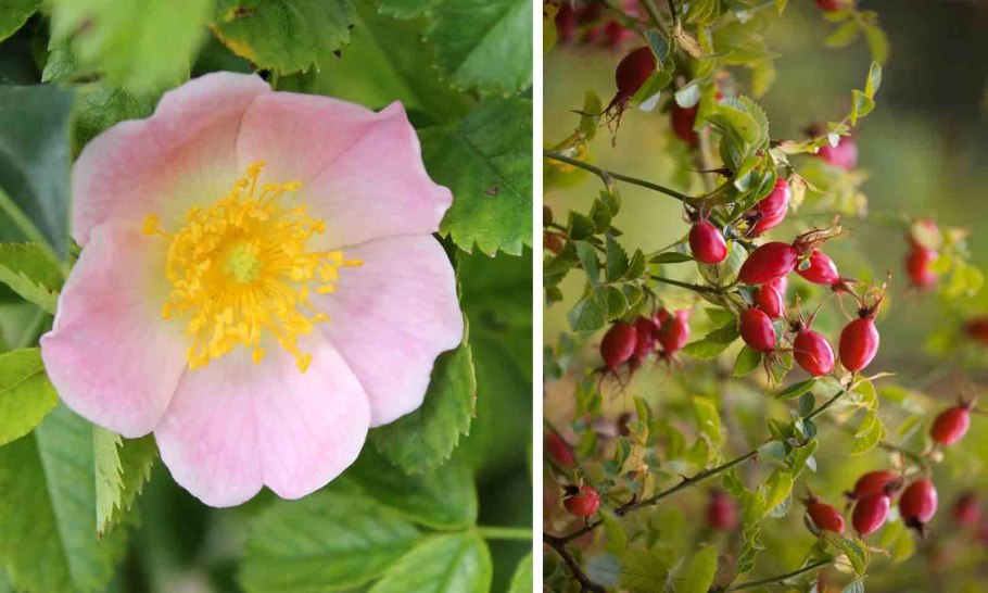 Шиповник собачий (rosa canina)