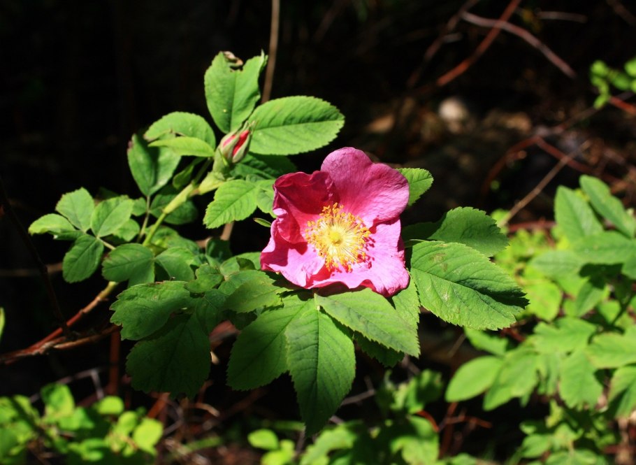 Шиповник майский (rosa majalis)