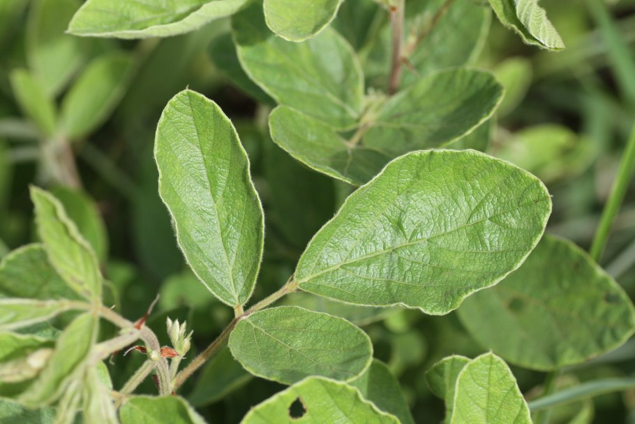 Актинотуидиум Гукера