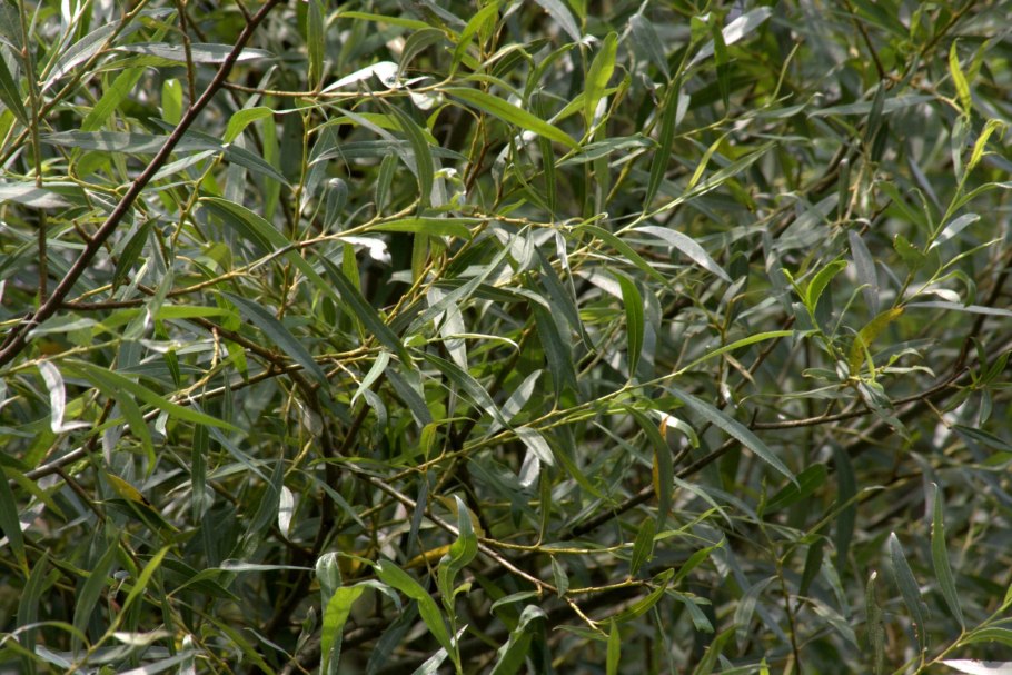 Salix geyeriana