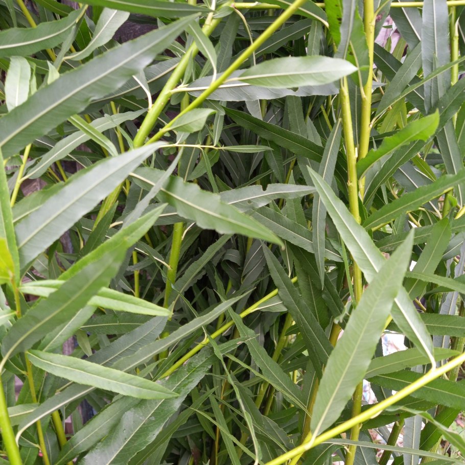 Ива белая, серебристая, ветла (Salix Alba)