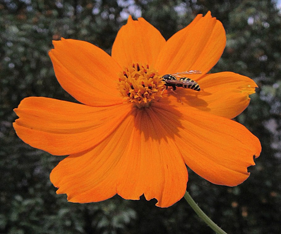 Космея серно-жёлтая Лисенок