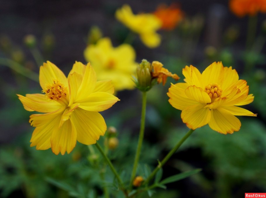 Космея сернисто желтая