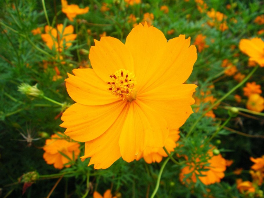 Космея Cosmic Yellow