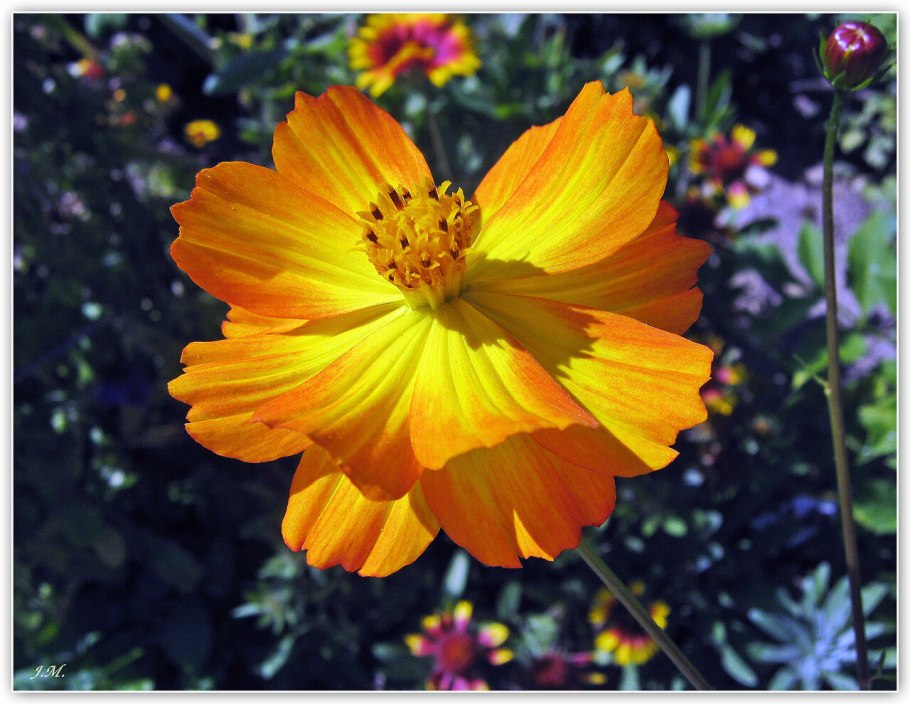 Космея оранжевая махровая