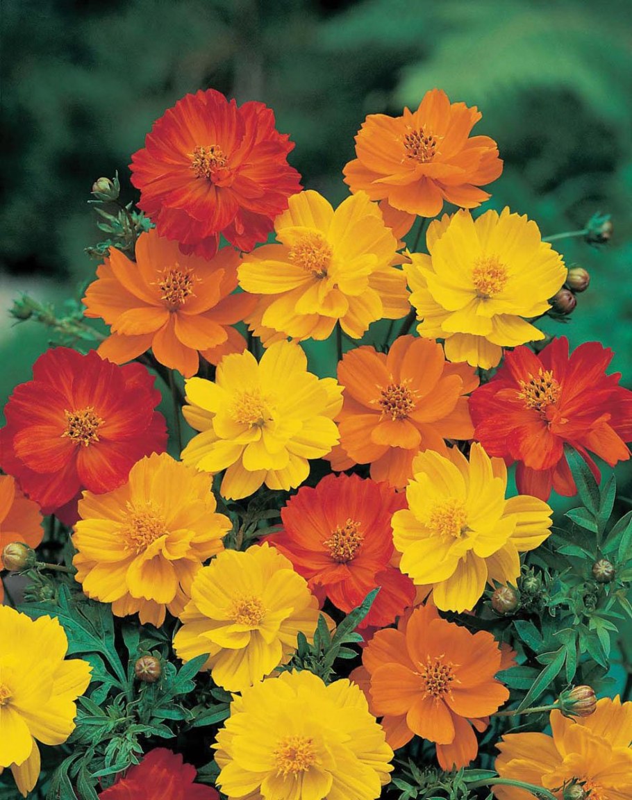 Космея карпет микс