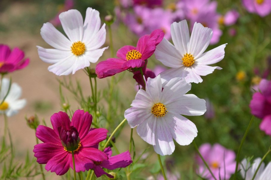 Космея рубенза