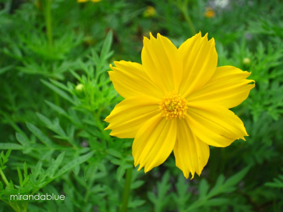 Космея Луговая желтая
