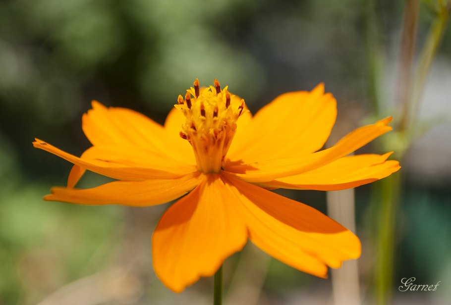 Комея серожелтая Санни