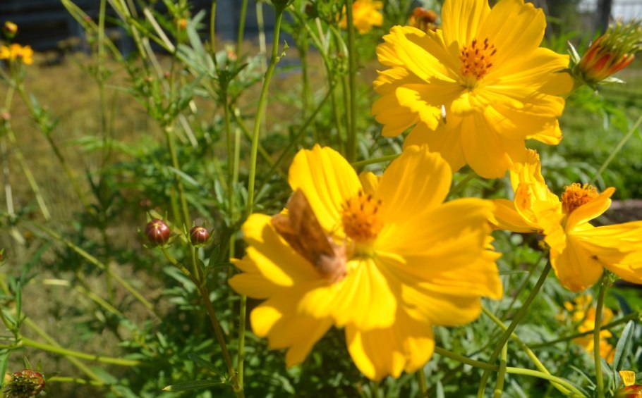 Космея желтая махровая