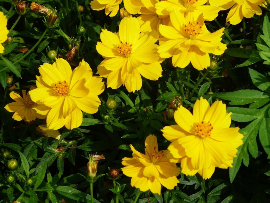 Космея оранжевая махровая