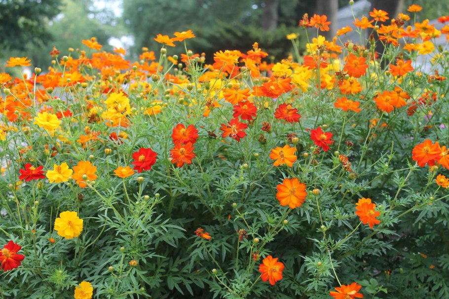 Космея серно-жёлтая Золотая Долина