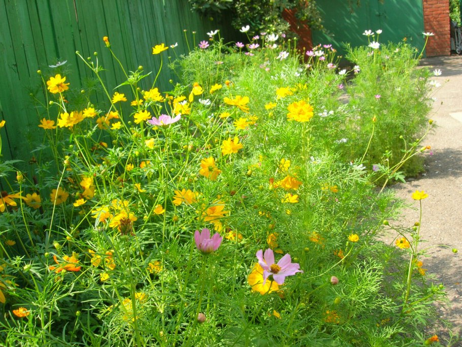 Космея серно-желтая оранж