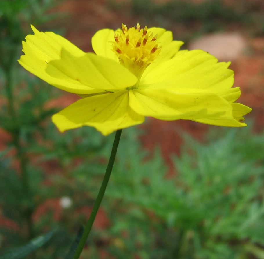 Космея оранжевая махровая