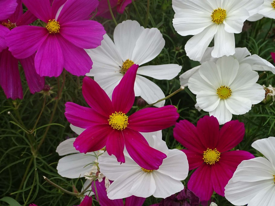 Космея Луговая желтая