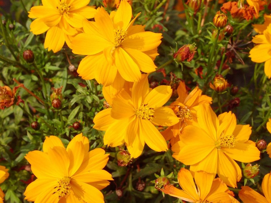 Космея серно-желтая Mandarin