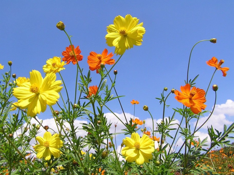 Космея оранжевая махровая