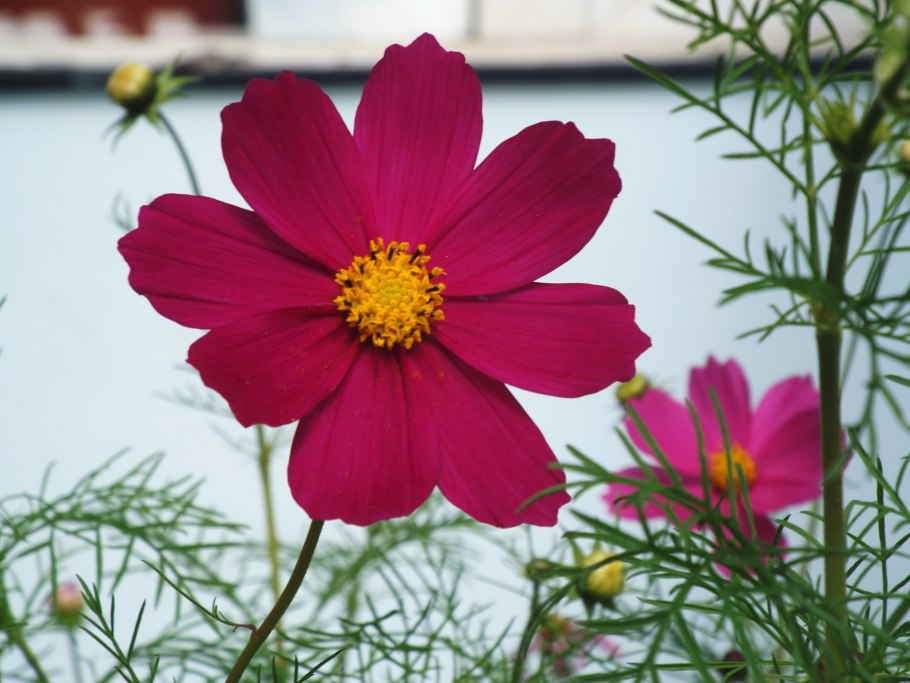 Однолетники космея