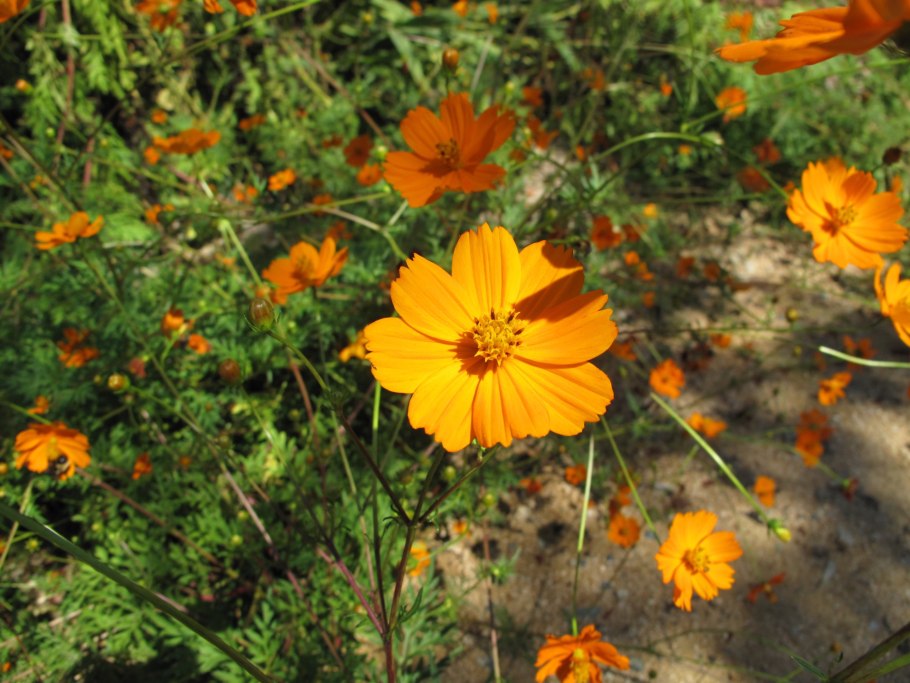 Космея Cosmic Yellow