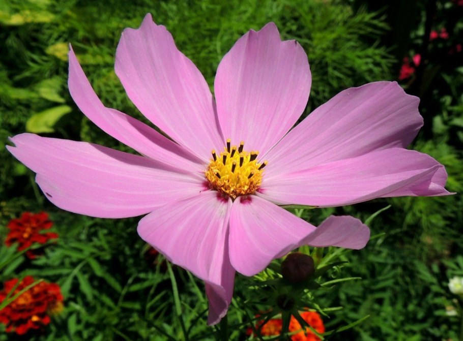 Космея Cosmic Yellow