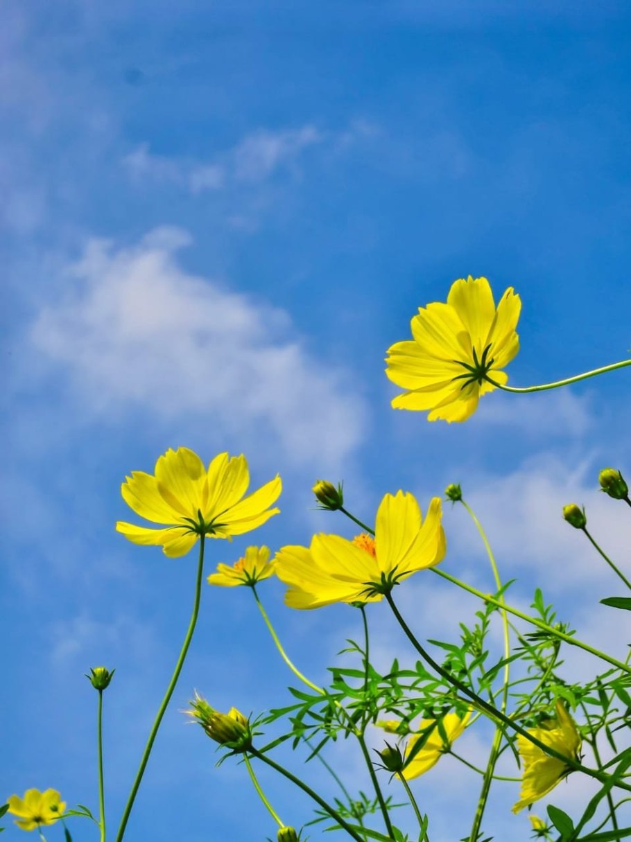 Космея серно-желтая (Cosmos sulphureus) Cosmic