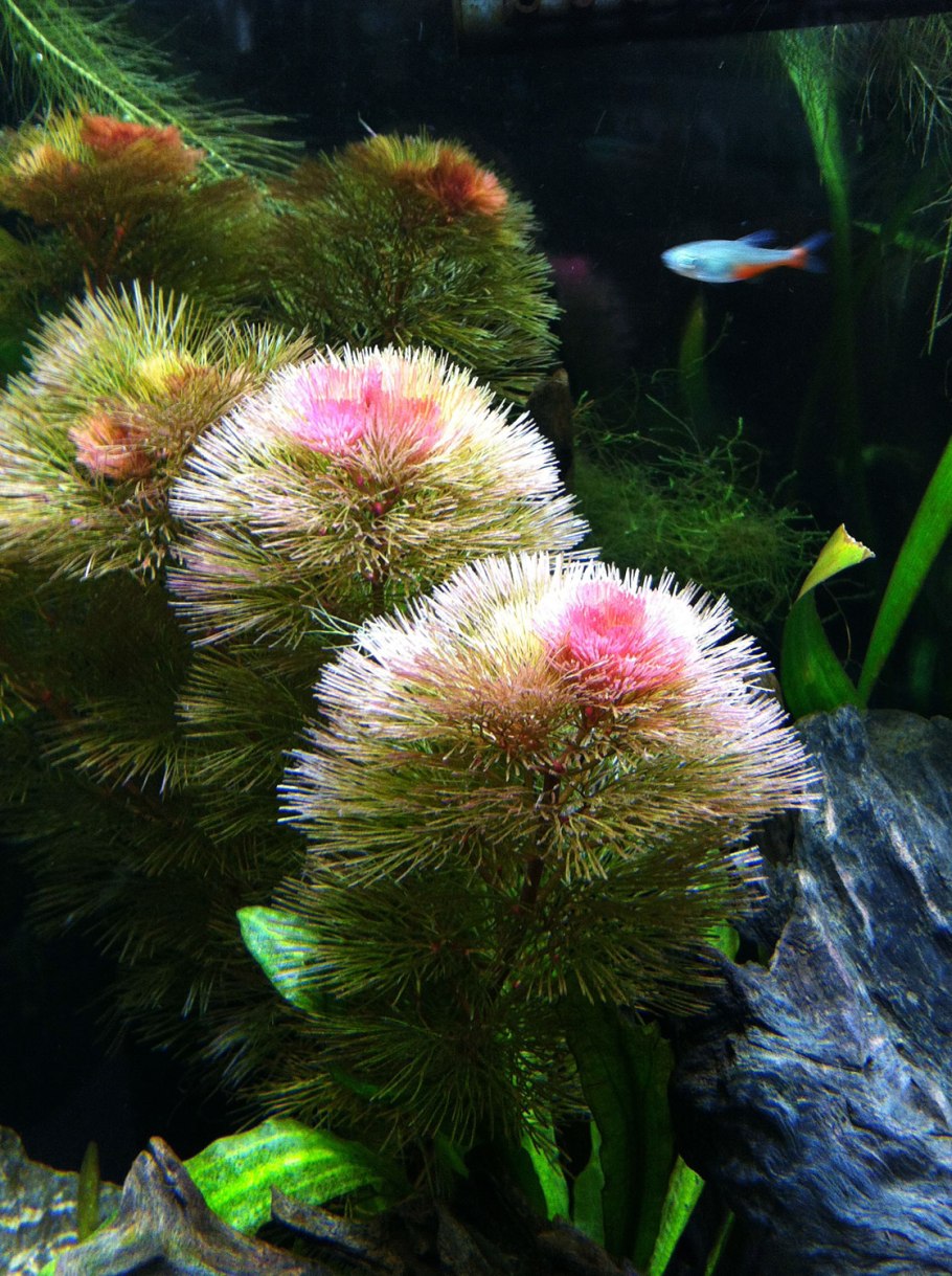 Кабомба Каролинская