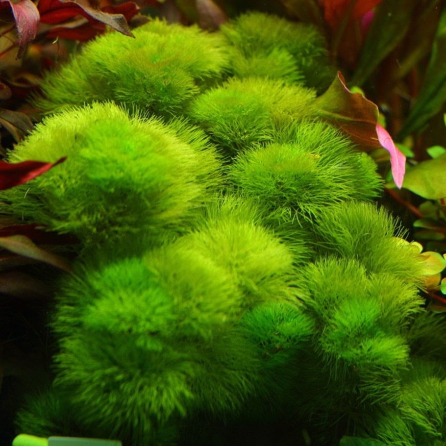 Гигрофила сидячецветковая