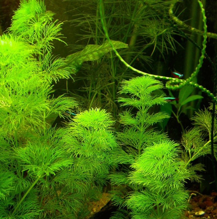 Лимнофила сидячецветковая