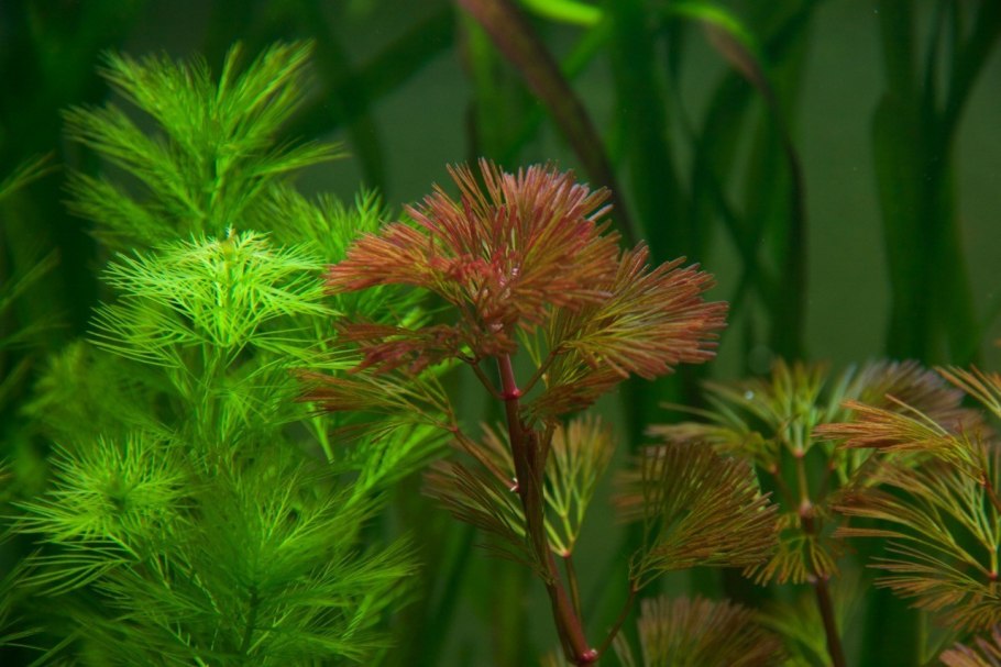 Кабомба Каролинская