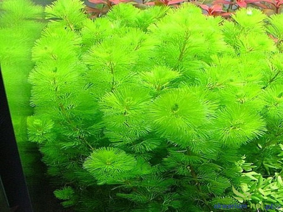 Кабомба палеформис (пучок)