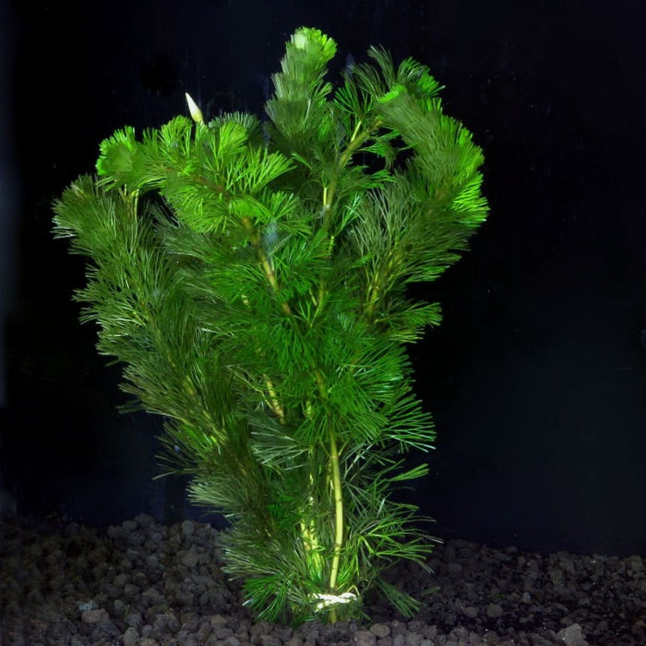 Кабомба Каролинская красная