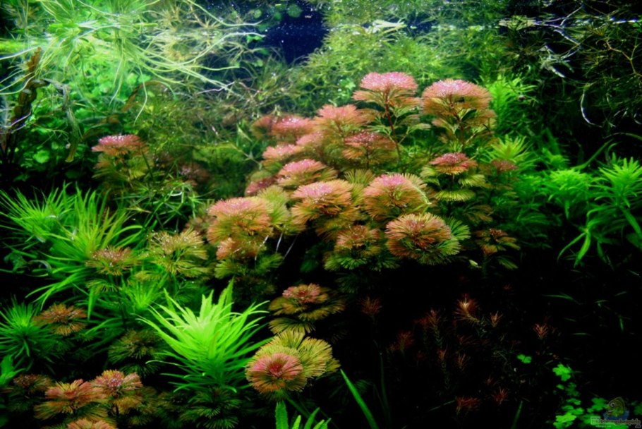 Аквариумное растение