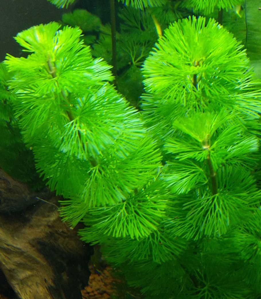 Кабомба Каролинская