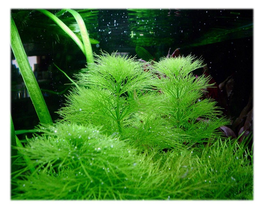 Кабомба Акватика