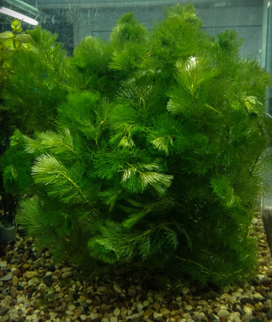Кабомба каролинская аквариумное
