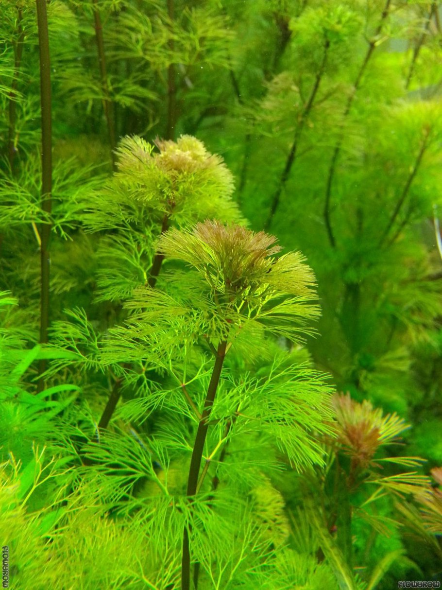 Лимнофила Каролинская