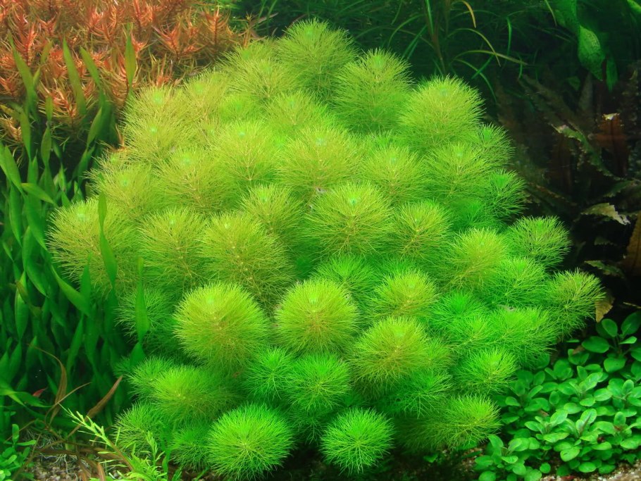 Кабомба Фурката Cabomba furcata