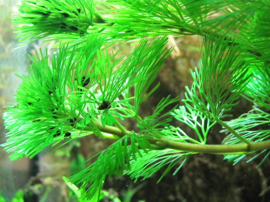 Лимнофила Амбулия Королевская