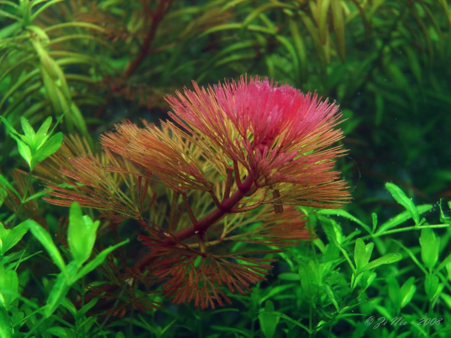 Кабомба Фурката Cabomba furcata